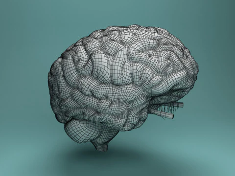 Human Brain System Realistic 3D Anatomy for Medical Purpose 3D Model