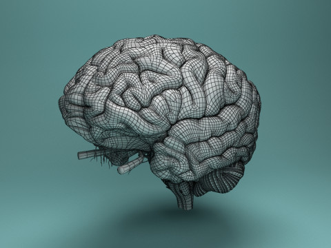 Human Brain System Realistic 3D Anatomy for Medical Purpose Model 3D