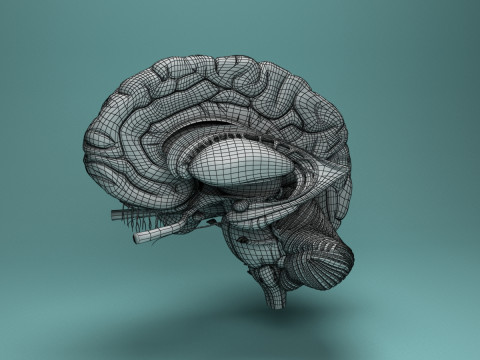 Human Brain System Realistic 3D Anatomy for Medical Purpose Model 3D