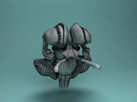 Human Brain System Realistic 3D Anatomy for Medical Purpose 3D Model