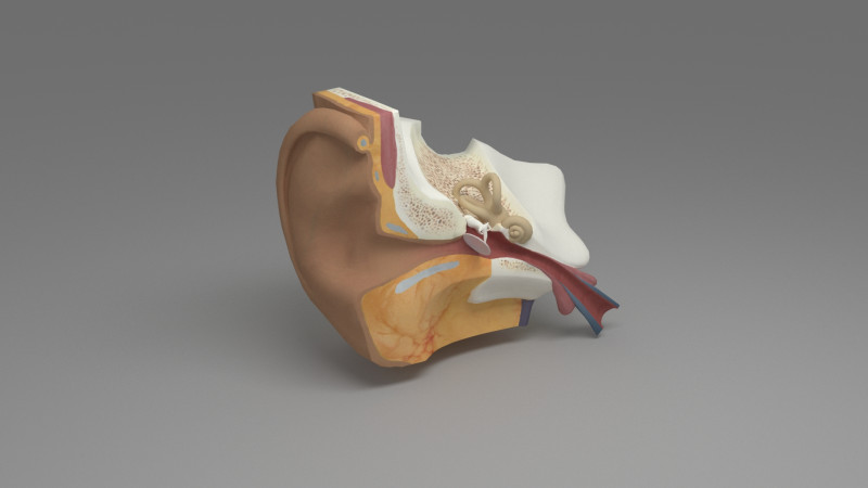 Ear cross section 3D Model .c4d .max .obj .3ds .fbx .stl .blend 