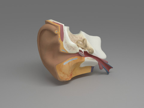 Ear cross section 3D Model