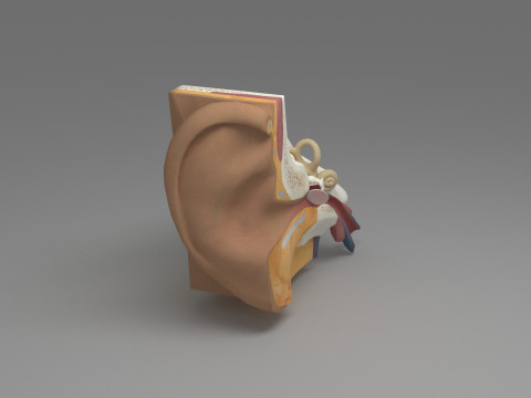 Ear cross section 3D Model