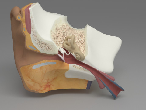 Ear cross section 3D Model