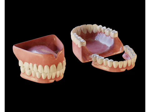 Human Teeth Prosthesis 3D Model