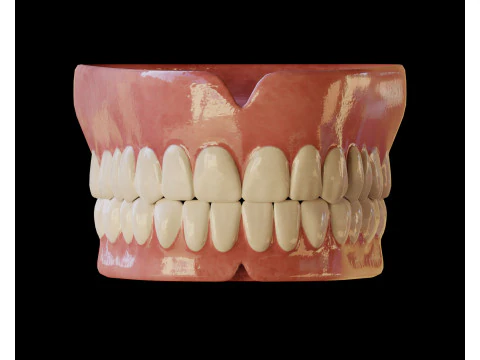 Human Teeth Prosthesis 3D Model