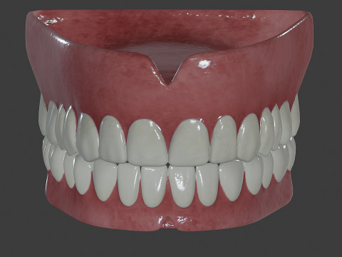 Human Teeth Prosthesis Modèle 3D