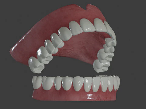 Human Teeth Prosthesis 3D Model