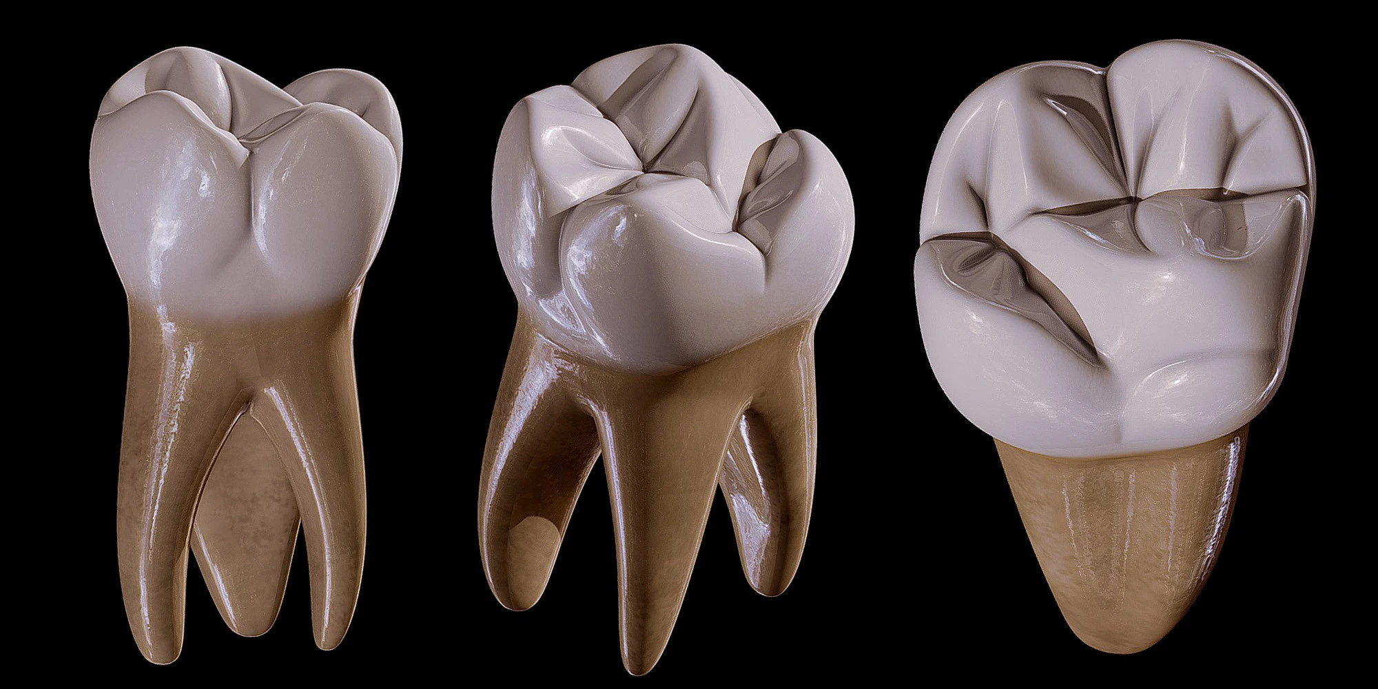 Human Tooth 3D Model .c4d .max .obj .3ds .fbx .stl .blend 