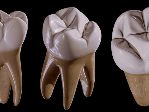 Human Tooth 3D Model