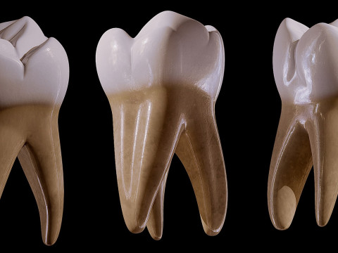 Human Tooth Modèle 3D