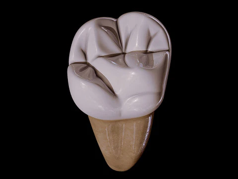 Human Tooth 3D Model