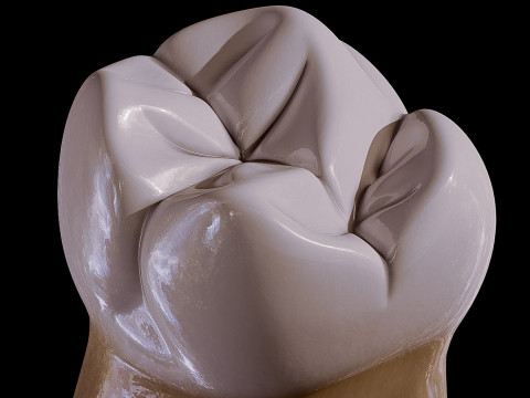 Human Tooth Modèle 3D