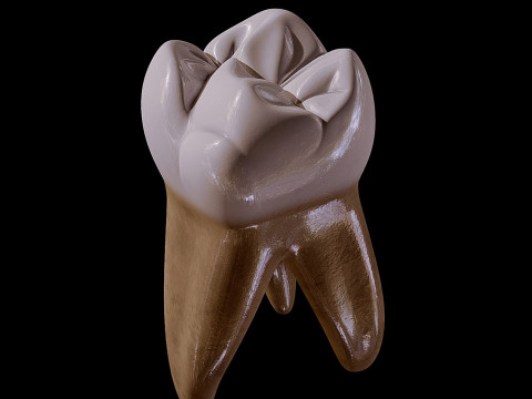 Human Tooth Modèle 3D