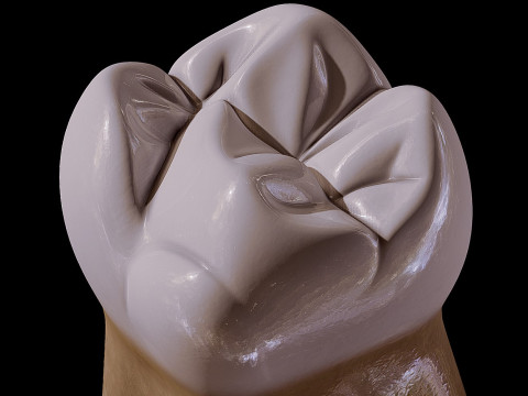 Human Tooth Modèle 3D