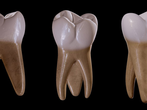 Human Tooth Modèle 3D