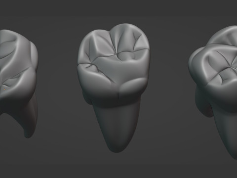 Human Tooth Modèle 3D