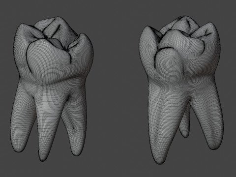 Human Tooth Modèle 3D