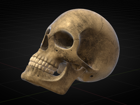 Human Skull 2025 3D Model