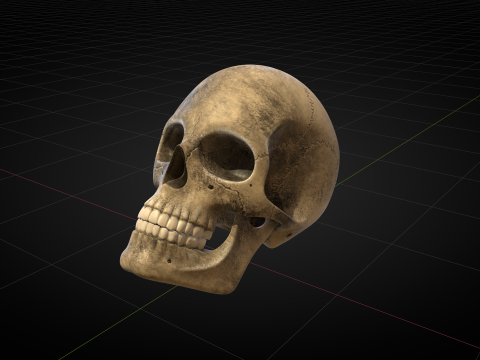 Human Skull 2025 3D Model
