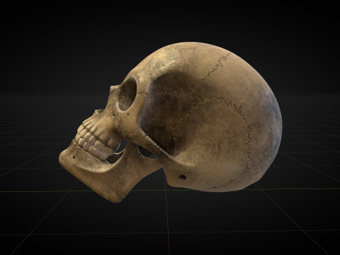 Human Skull 2025 3D Model