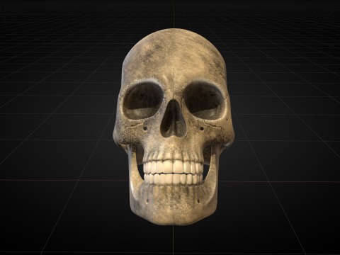 Human Skull 2025 3D Model