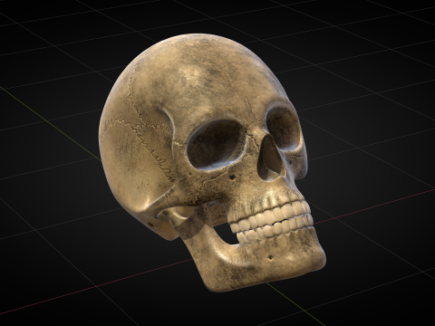 Human Skull 2025 3D Model