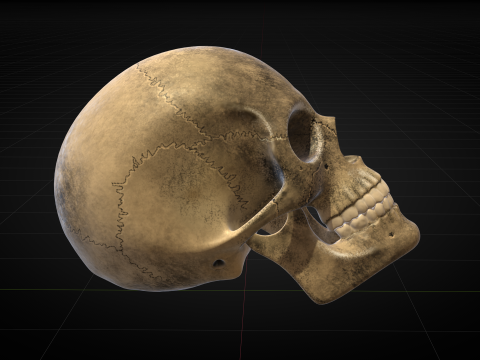 Human Skull 2025 3D Model