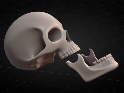 Human Skull 2025 3D Model