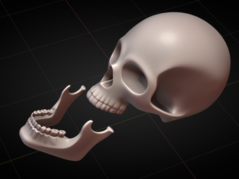 Human Skull 2025 3D Model