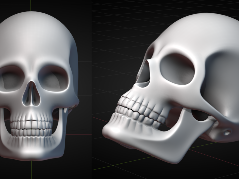 Human Skull 2025 3D Model