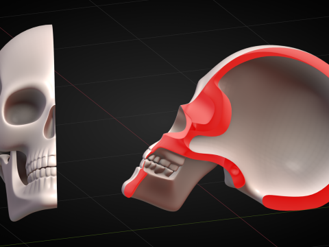 Human Skull 2025 3D Model