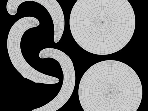 Neapolitan Swirl Cookie 3D Model