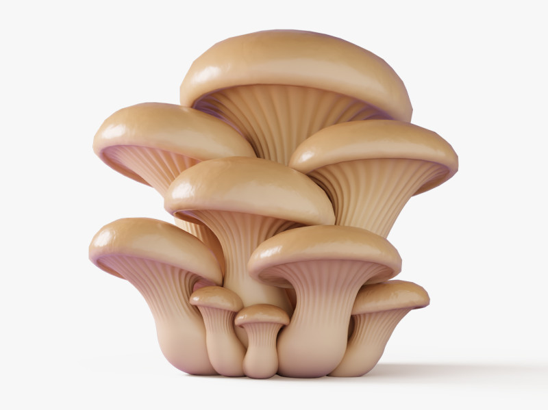 Oyster Mushrooms Cluster 3D Model .c4d .max .obj .3ds .fbx .stl .blend 