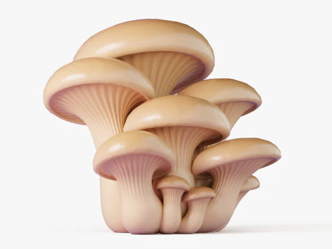 Oyster Mushrooms Cluster 3D Model