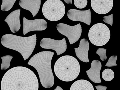 Oyster Mushrooms Cluster 3D Model