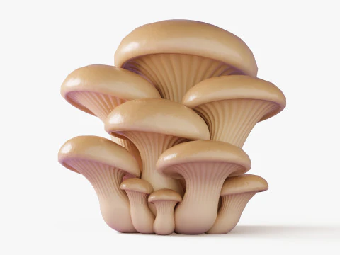 Cartoon Mushroom Collection 3D Model