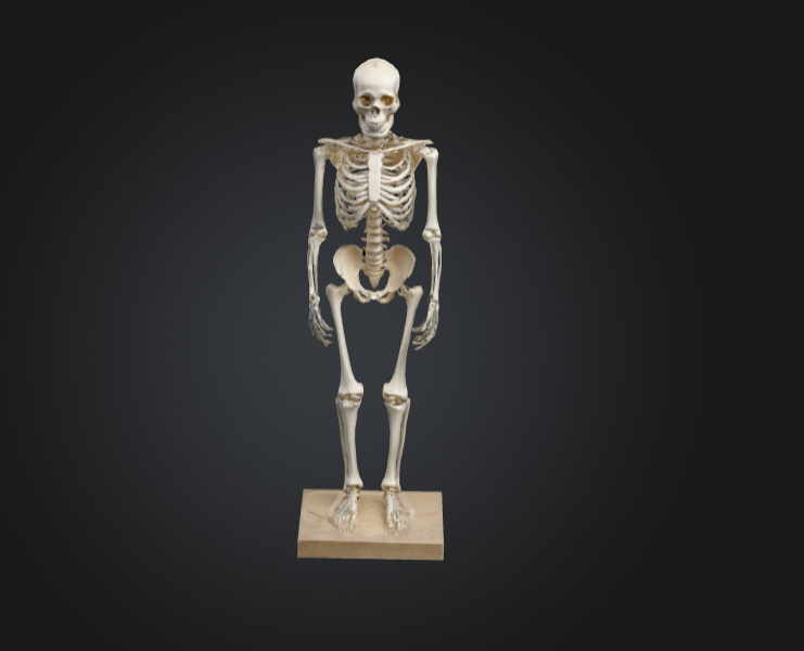 Human skeleton realistic 3D 모델 .c4d .max .obj .3ds .fbx .stl .blend 