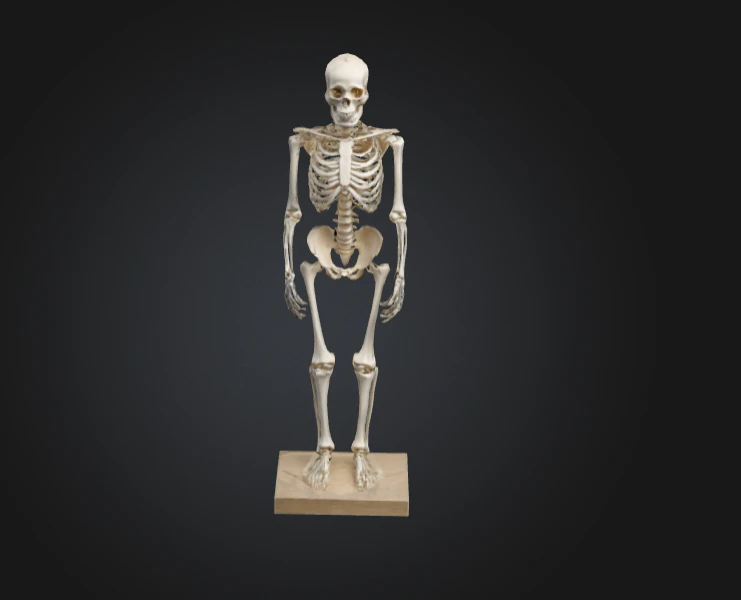 Human skeleton realistic 3D Model .c4d .max .obj .3ds .fbx .stl .blend 