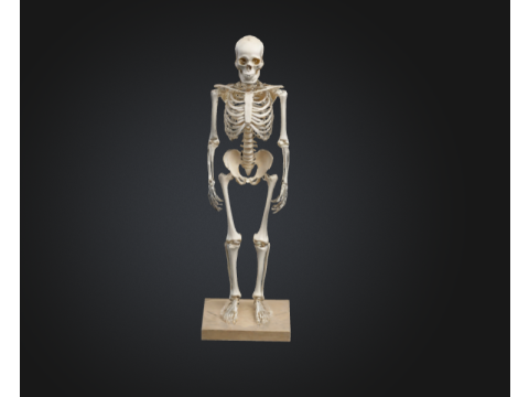 Human skeleton realistic 3D Модель