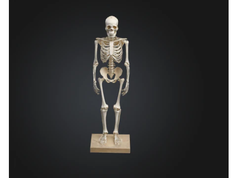 Esqueleto humano realista Modelo 3D