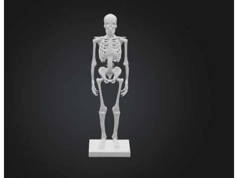 Human skeleton realistic 3D Model