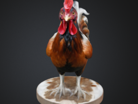 Cockerel 3D Model