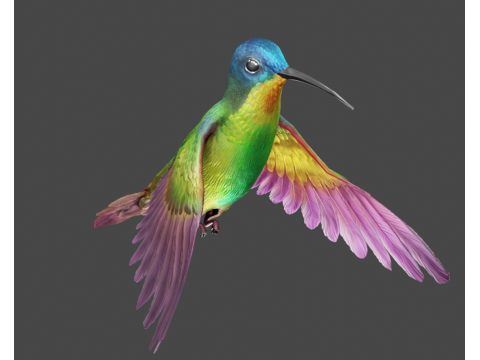Flying hummingbird 3Dモデル