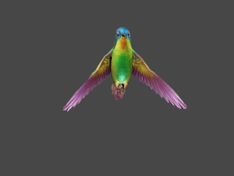 Flying hummingbird 3D 模型