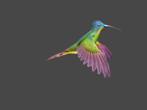 날아다니는 벌새 3D 모델