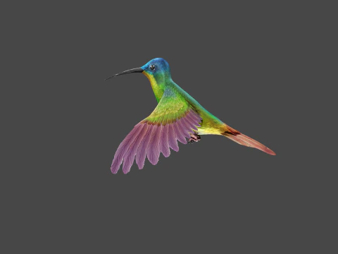 날아다니는 벌새 3D 모델