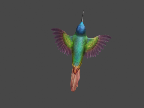 Flying hummingbird 3D 模型