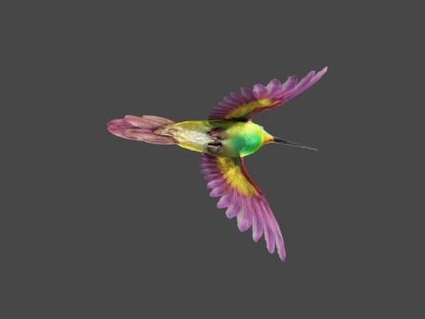 날아다니는 벌새 3D 모델