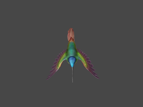 Flying hummingbird 3D 模型